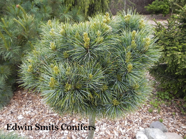 Pinus koraiensis 'Blue Ball' ('H.B. Bhlje')